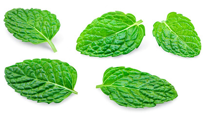  Mint leaves Pattern. Fresh Melissa isolated on white background. Set Fresh mint Pattern....