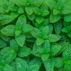 Mint leaves background. Green Peppermint leaves Pattern layout design Top view. Spermint plant growing. © nataliazakharova