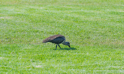 Ibises also called spoonbills at Sea Point Promenade in Cape Town South Africa