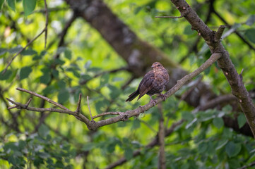 A blackbird sits  in a tree