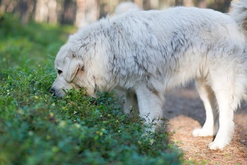 White dog smelling bushes in forest