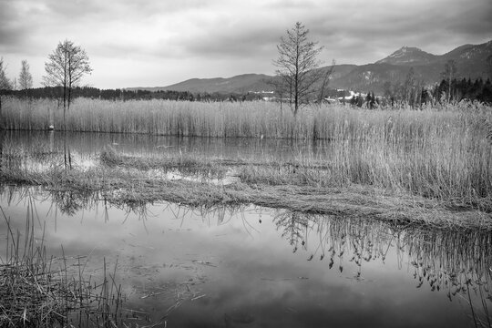 Wet meadows in the Murnauer Moos overlooking the Bavarian Alps under a sky with dramatic clouds, black and white photo, Germany, Europe