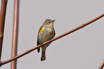 Yellow-rumped Warbler on a branch