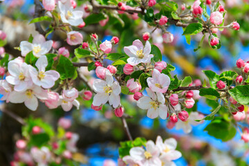 White blossom of apple tree at spring