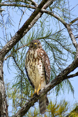 red shouldered hawk perched in a tree