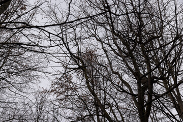 Bare trees in the autumn season