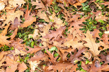 Fallen oak foliage in the autumn season