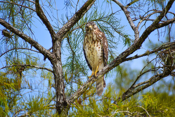 red shouldered hawk perched in a tree