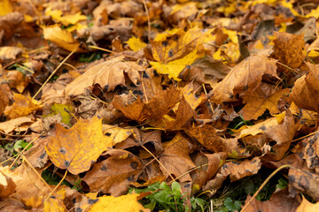 Bright maple foliage illuminated by sunlight