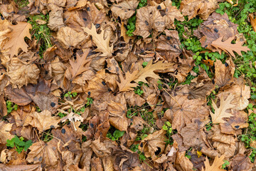 Dull orange foliage on trees in autumn cloudy weather