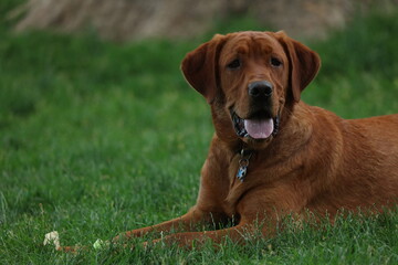 Labrador  retriever puppy