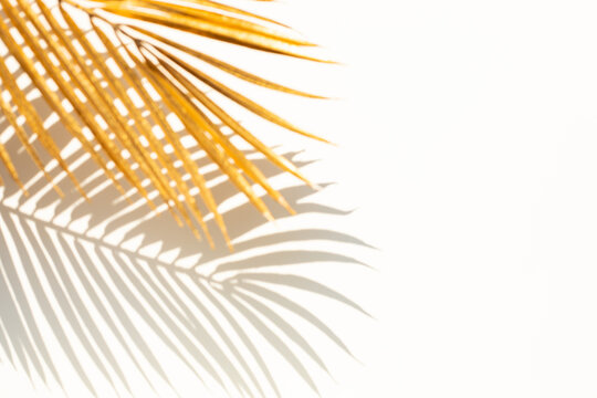Blur of coconut leaf with shadow on white background.Tropical and holiday summer concepts ideas.