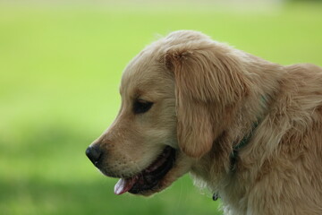 golden retriever dog