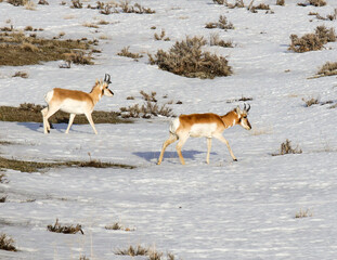 pronghorn bucks in the snow