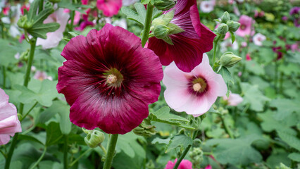 Closeup Hollyhock flower in the garden. Macro purple hollyhock with pollen and green leaf in the park. ( Alcea rosea L. )