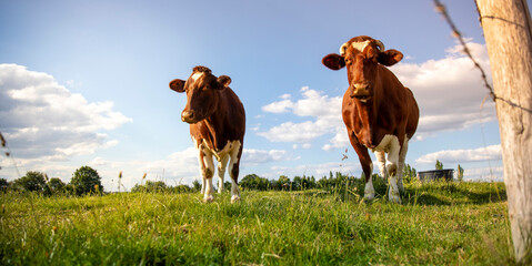 Troupeau de vaches de race Rouge des Pré dans les champs en pleine nature.