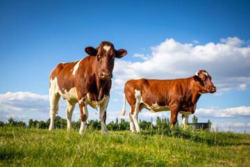 Fototapeta na wymiar Paysage de campagne et troupeau de vaches Normande en pleine nature.