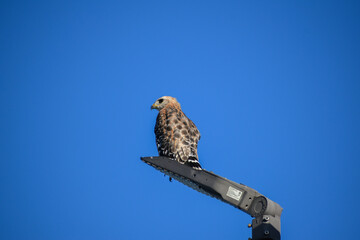 red shouldered hawk perched in a tree