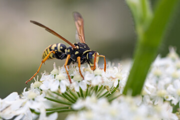 Polistes dominula - Polistes gallicus - European paper wasp - Poliste gaulois