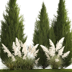 3D illustration Garden of thuja and cypress trees with pampas grass bushes