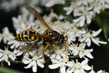 Polistes dominula - Polistes gallicus - European paper wasp - Poliste gaulois