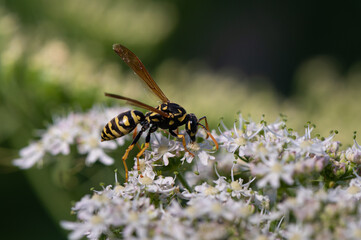Polistes dominula - Polistes gallicus - European paper wasp - Poliste gaulois