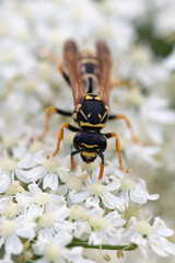 Polistes dominula - Polistes gallicus - European paper wasp - Poliste gaulois