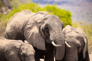 Elephant in the savanna. Elephant herd, group roams through Tsavo National Park. Landscape shot at...