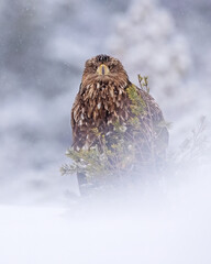 Eagle portrait in winter scenery - 580369448