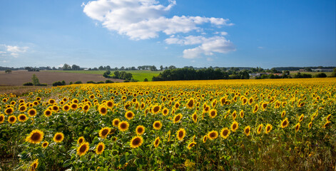 Paysage de tournesol dans les champs en campagne.