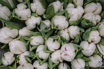 Close bouquet with WHITE TULIPS