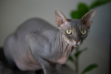 Gray sphinx cat posing
