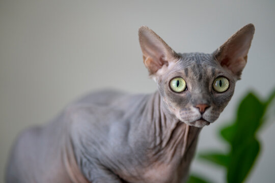 Surprised gray sphinx cat