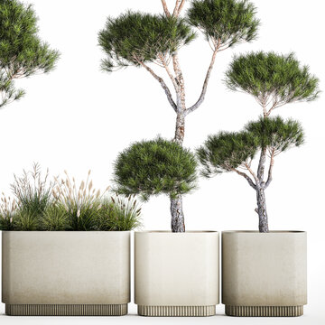3D illustration Decorative Pine Topiary In A Garden Flowerpot