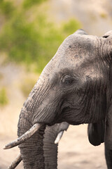 A lonely lone elephant drinking and splashing itself with mud at the waterhole. Beautiful Red Elephant with red soil in Tsavo National Park in Kenya, East Africa