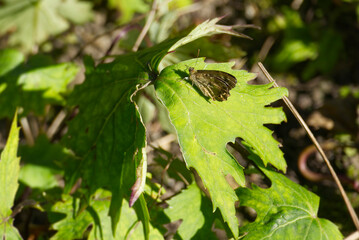 Speckled Wood Butterfly (Pararge aegeria) perched on green leaf in Zurich, Switzerland