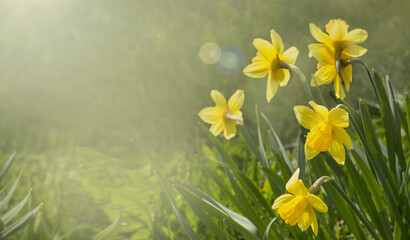 beautiful flowers of narcissus in the sun's rays. spring background. a place for text