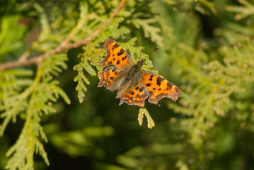 Comma butterfly (Polygonia c-album) sitting on a tree branch in Zurich, Switzerland