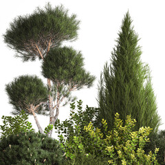  Juniper pine garden thuja and barberry bush
