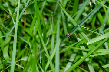 Spider, Web, Grass, Black, Orange, Yellow, Nature, Wildlife, Close-up, Detailed, Macro photography, Arachnid, Garden