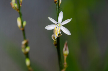 Flower, White, Petals, Macro photography, Botanical, Nature, Wildlife, Close-up, Detailed, Pollination, Bee, Insect,
