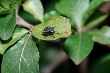 pachycoris torridus, Insect, Bug, Macro photography, Green leaf, Nature, Wildlife, Close-up, Detailed, Vibrant colors, Creepy crawlies, Exotic species