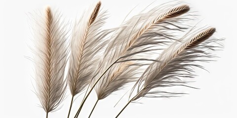 Creative foliage of reed grass on a white background with pampas grass, Generative AI