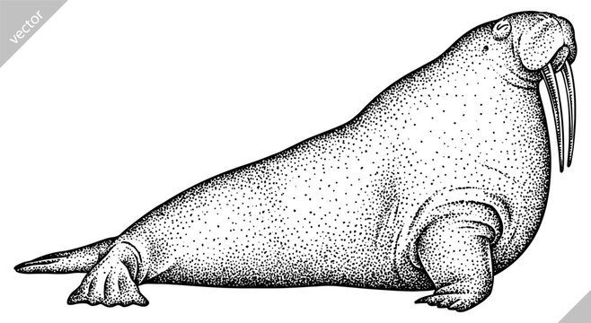 recommend clip art: Vintage engrave isolated walrus set illustration ink sketch. Sea seal background arctic vector art