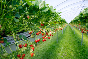 Strawberry plants with ripe fruits cultivated at a greenhouse at a sunny day