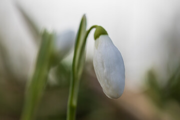 Snowdrop - Galanthus nivalis first spring flower. White flower with green leaves.