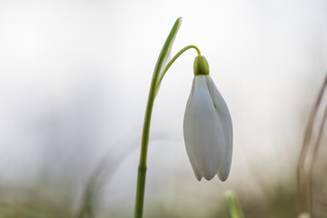 Fototapeta premium Snowdrop - Galanthus nivalis first spring flower. White flower with green leaves.