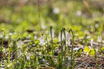 Snowdrop - Galanthus nivalis first spring flower. White flower with green leaves.