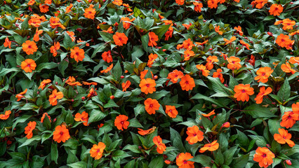 Orange new guinea impatiens flowers in the garden with green leaf background.