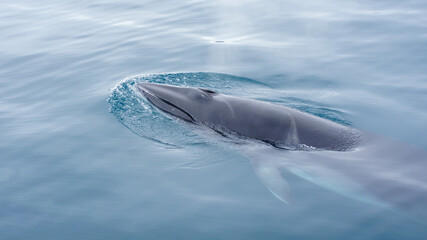 Minke Whale in Antarctica  - 580374437